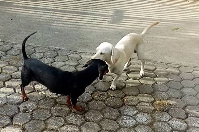 Berkorban Demi Keluarga Majikan Anjing Ini Mati Saat Gigit Ular Kobra