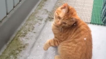 【睇片】貓星人初見白雪 好奇出拳抓弄