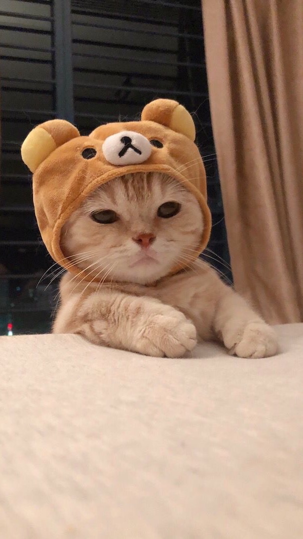 ความรู้ดีๆ กับน้องเหมียว