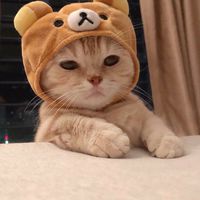 ความรู้ดีๆ กับน้องเหมียว