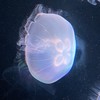 人生に疲れた子の休憩所
