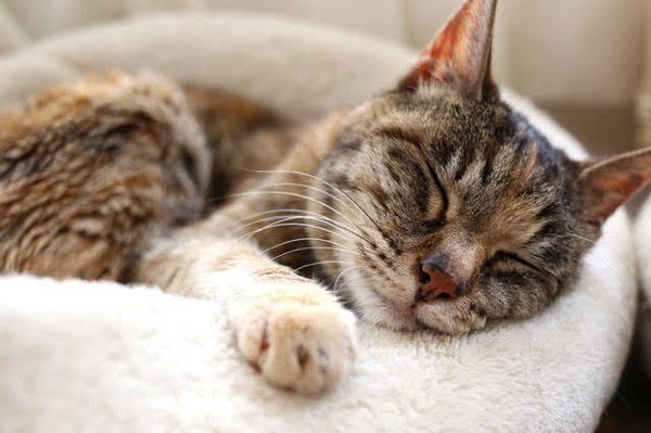 体調不良のサインかも 具合が悪そうな猫の眠り方とは