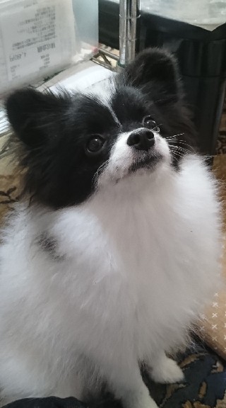 株式会社もものここ掘れわんわん