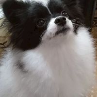株式会社もものここ掘れわんわん