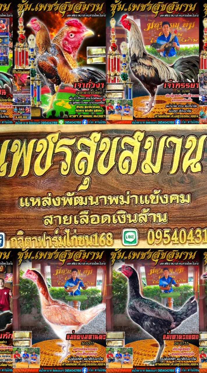 🐓ซุ้ม.เพชรสุขสมาน🐓 แหล่งพัฒนาไก่พม่าแข้งคม สายเลือดเงินล้าน 🐓