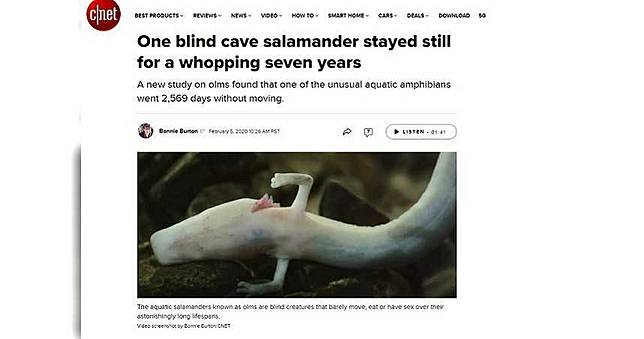 進食或交配才願意「動一下」！　動物界的宅男曝光