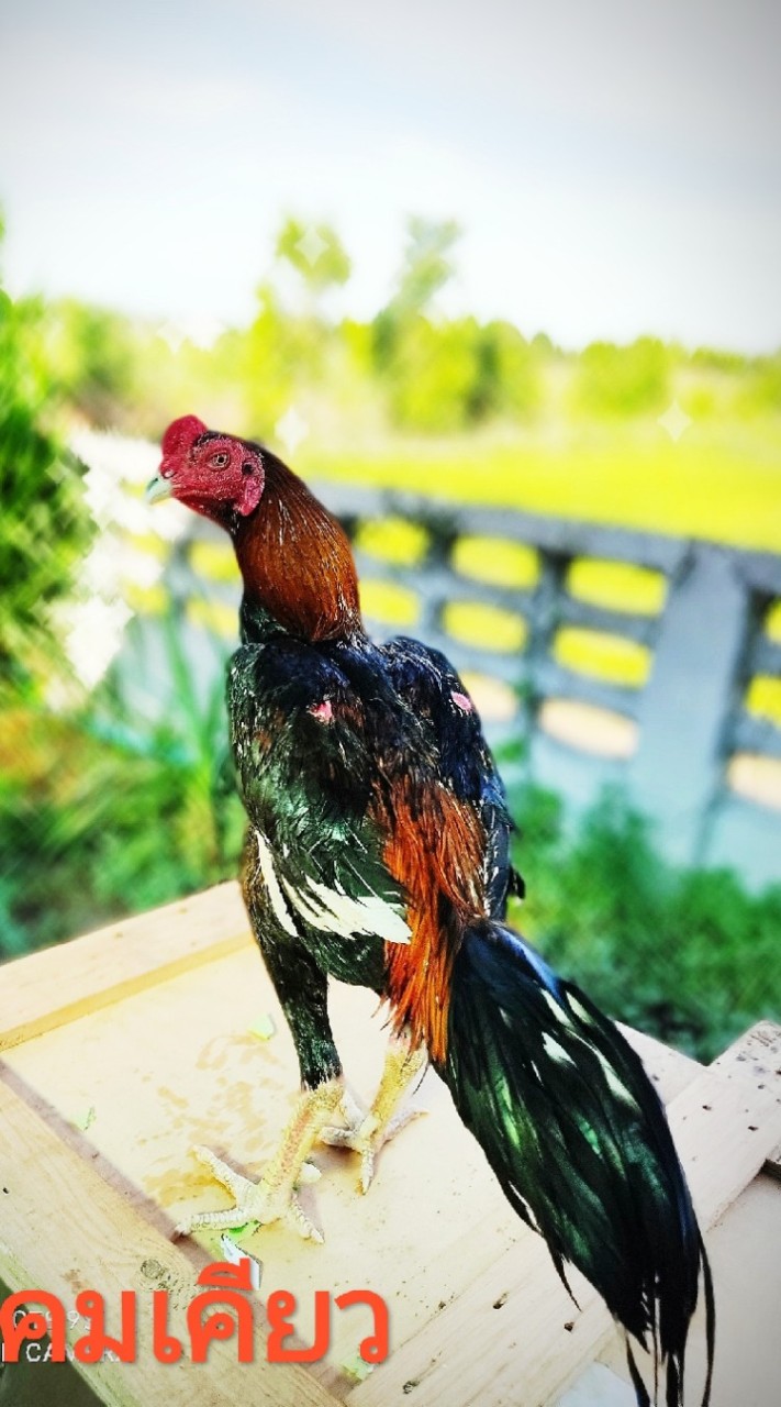 นายช่างฟาร์ม ไก่ชน
