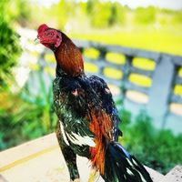 นายช่างฟาร์ม ไก่ชน