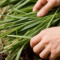 Vetiver Lab