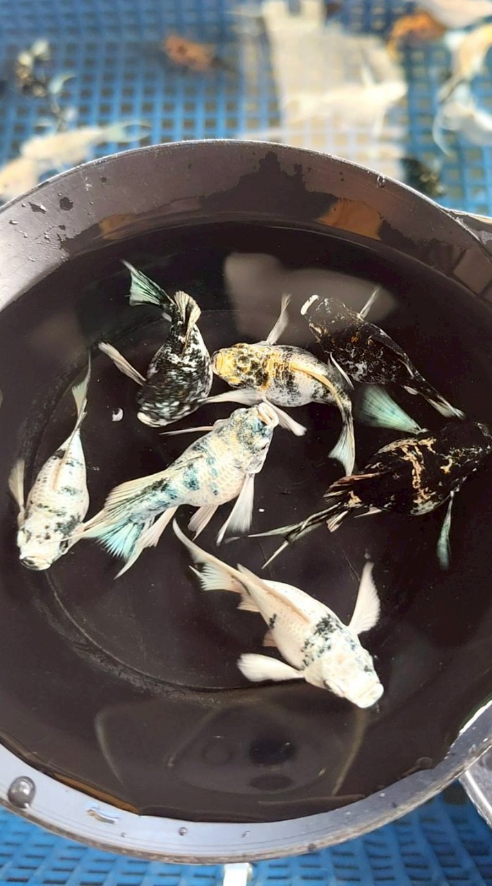 ป๋ากี้'ปลาบอลลูน Mollly fish ลพบุรี
