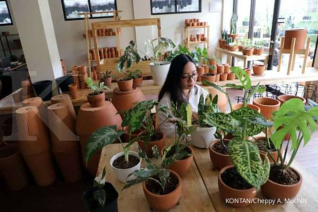 Awas Ada Monstera Albino Hasil Suntikan Kontan Co Id Line Today