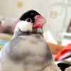 Ark プレイヤー捜索