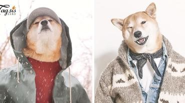 IG破34萬追蹤！柴犬界的型男超模 ～「Menswear Dog」，可能比你男友帥！