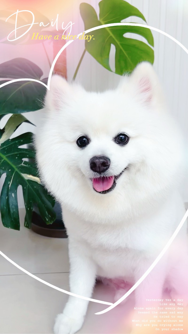 樂狗寵物沙龍- LINE熱點