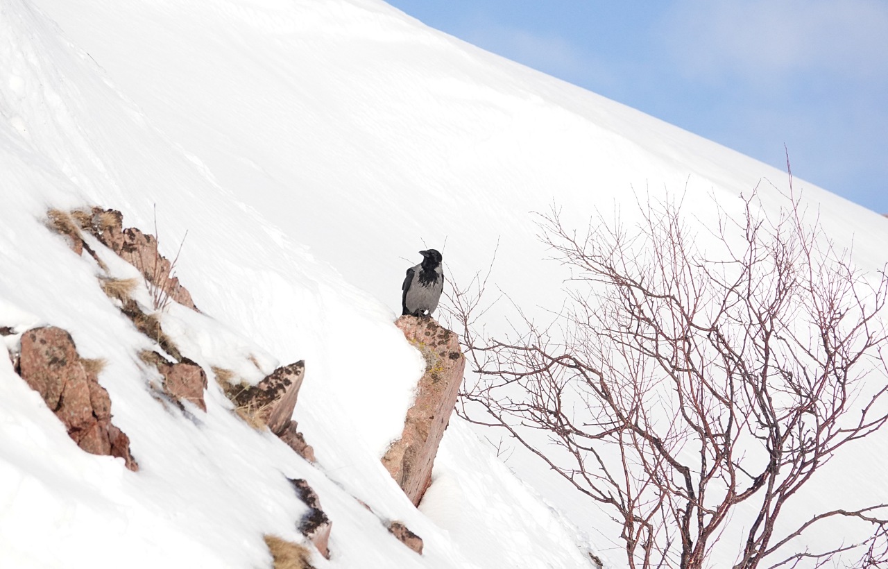 旅遊攝影師貝琪梨的極地遠征！Sony RX10 IV 極光 / 飛羽實戰拍攝分享