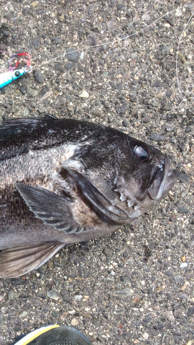 滋賀県近辺の海ルアー釣りのオープンチャット