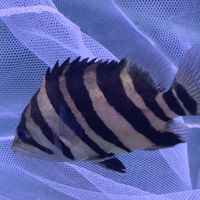 水族轉運站