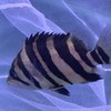 水族轉運站