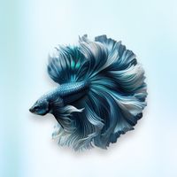 銀宙水族鬥魚競標群