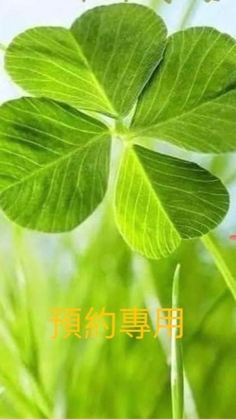 預約four-太乙整復