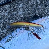 北海道のサクラ、ヒラメ、青物　の会