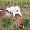わんおふ会🐻‍❄️ Dog Photography Exchange Event 🐻‍❄️