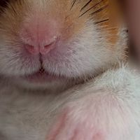 田中ﾁｰｽﾞの喧嘩オプ