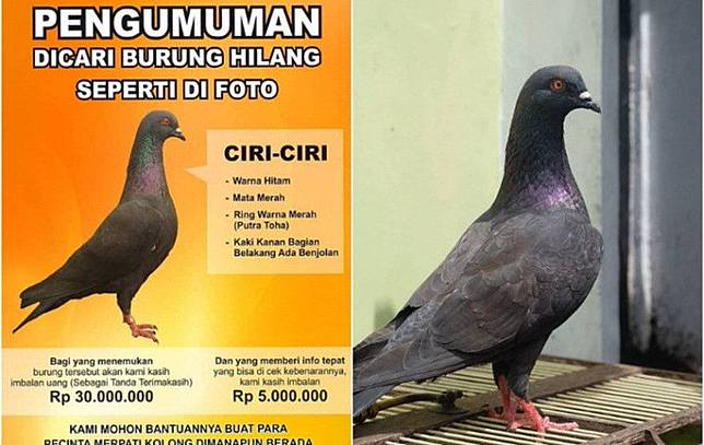 Kehilangan Burung Kesayangan Pria Ini Buka Sayembara Dengan
