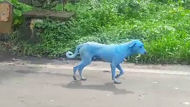 Bukan Putih Atau Hitam 5 Anjing Berwarna Biru Ini Ditemukan Dan