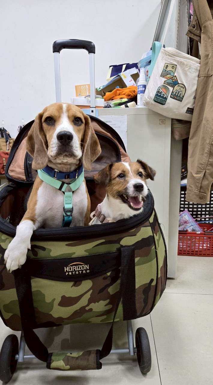 2026犬力升級 冬令營（第一踢）