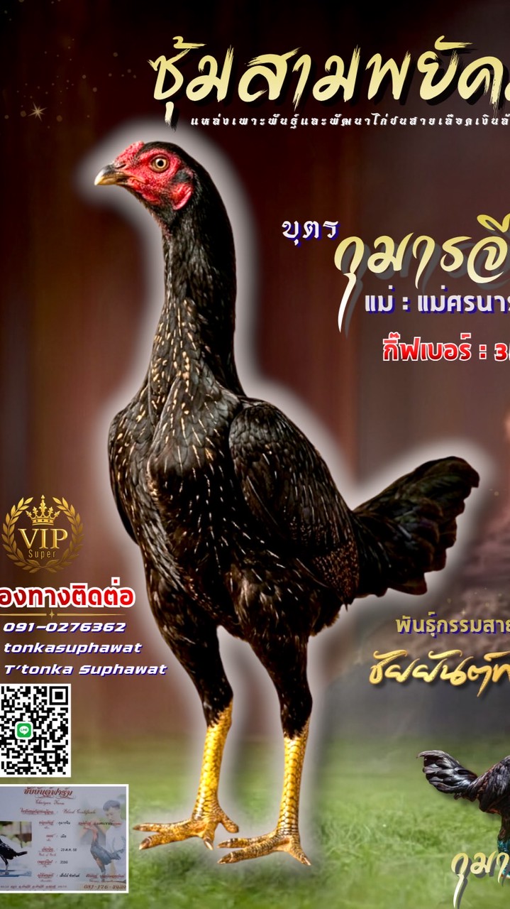 สามพยัคฆ์🐯(คนแท้ไก่แท้ ที่นี่สามพยัคฆ์)