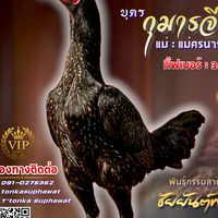 สามพยัคฆ์🐯(คนแท้ไก่แท้ ที่นี่สามพยัคฆ์)
