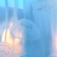 ❄️𓈒𓂂𓈒❨ bobble 🫧❩𓈒𓂂𓈒