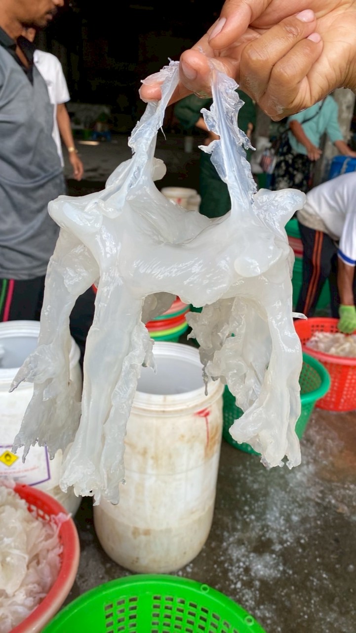 แพน้องดีแมงกระพรุนราคาส่งโคตรถูก🪼✅