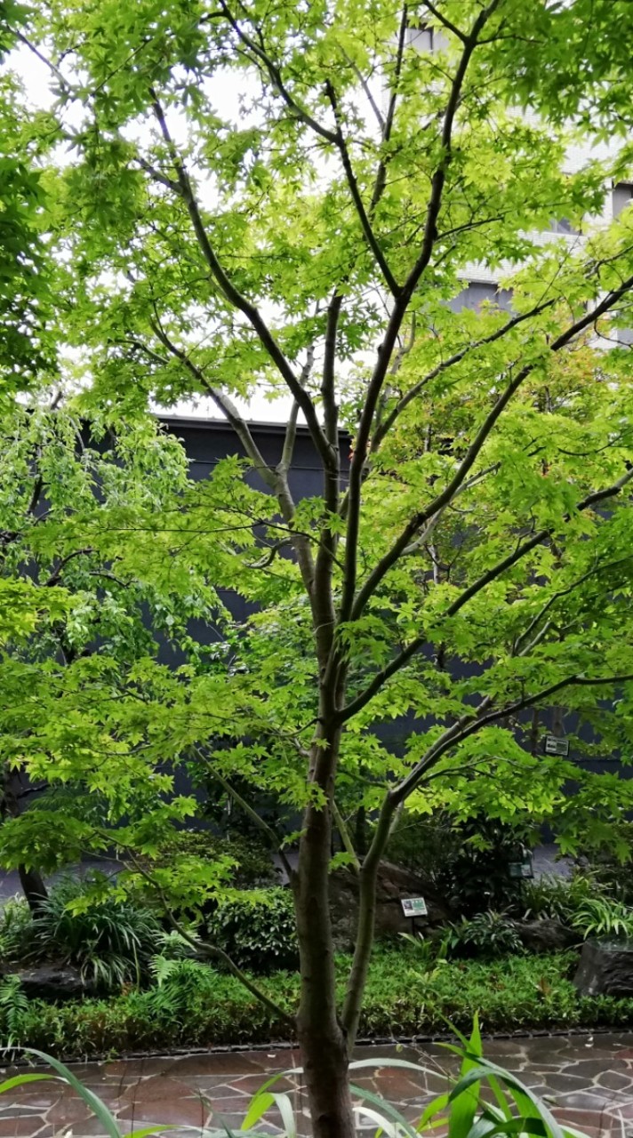 観葉植物好き🌱