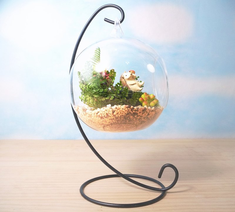 多肉小行星-多肉盆栽DIY材料包 生態瓶