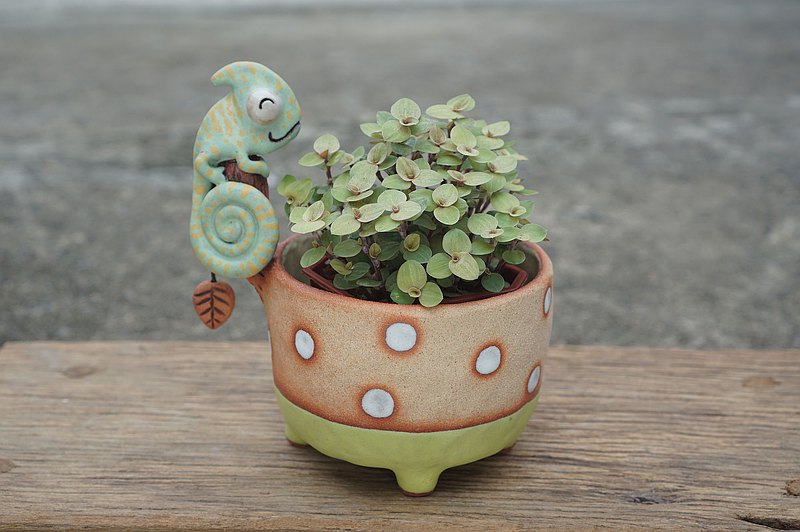 樹枝和變色龍壺，種植的仙人掌，盆景，手工陶瓷