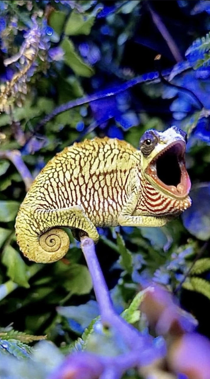 td.chameleon