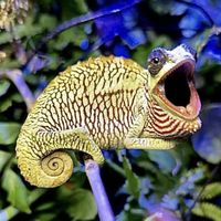 td.chameleon