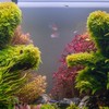 小魚小蝦｜水族討論｜水草｜用品買賣｜AQUA交流