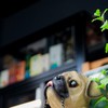 Kon'cha Official Community