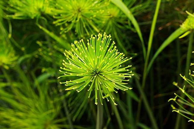池邊看似不起眼的水生植物 竟是人類文明發展的大功臣 紙莎草 其實就在你身邊 風傳媒 Line Today