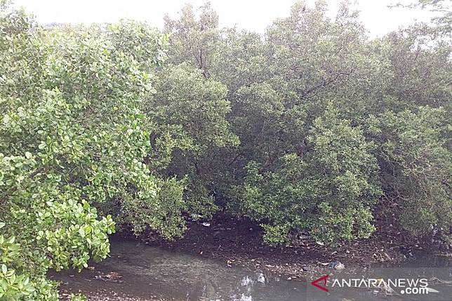 7400 Koleksi Hantu Hutan Bakau Gratis