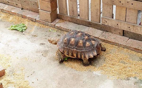 【台北景點】五股準園休閒生態農場-可以餵小動物、釣小龍蝦、看動物的好玩親子景點