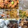 ข้าวแกงกอล์ฟ