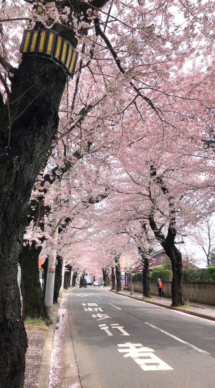 松戸市常盤平地区