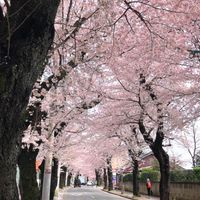 松戸市常盤平地区