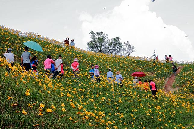 影 花壇鄉虎山岩旁金針花海爆紅志工遭控告竊盜 Nownews 今日新聞 Line Today