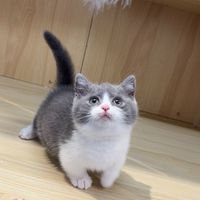 錢來貓舍