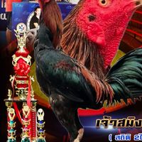 คนรัก (เหล่าหนุ่มสำโรงทาบ)🐓🐓❤️🙏